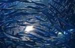 Жителей Петропавловска приглашают на Общественные слушания по теме оценки воздействия рыболовства на водные биоресурсы