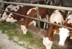 Фермерскую продукцию из п.Раздольный смогут без наценки купить жители Петропавловска-Камчатского на Ярмарке выходного дня в центре камчатской столицы